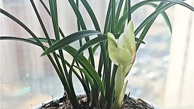 故园兰语 | 淡淡的来