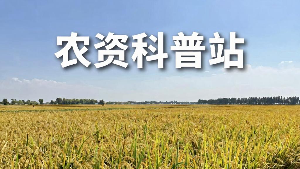 甘蓝"冬储"钾肥管理术