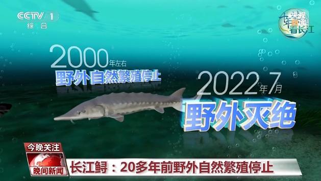 禁渔5年野外产卵！钓鱼人长江捡到野生大黑鱼？竟是中华鲟幼鱼 中华鲟时隔多年，终于在野外成功产卵了