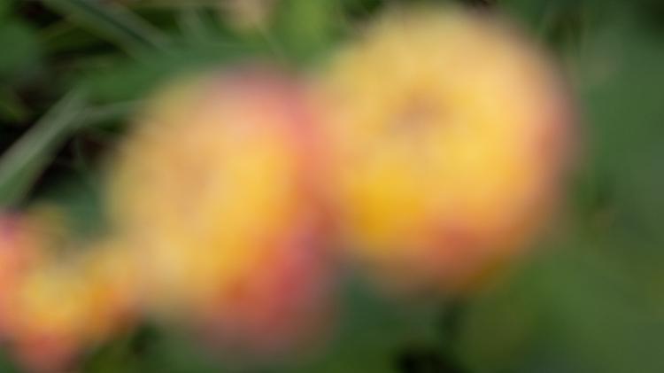 几十块微距自由！普通镜头秒变微距神器