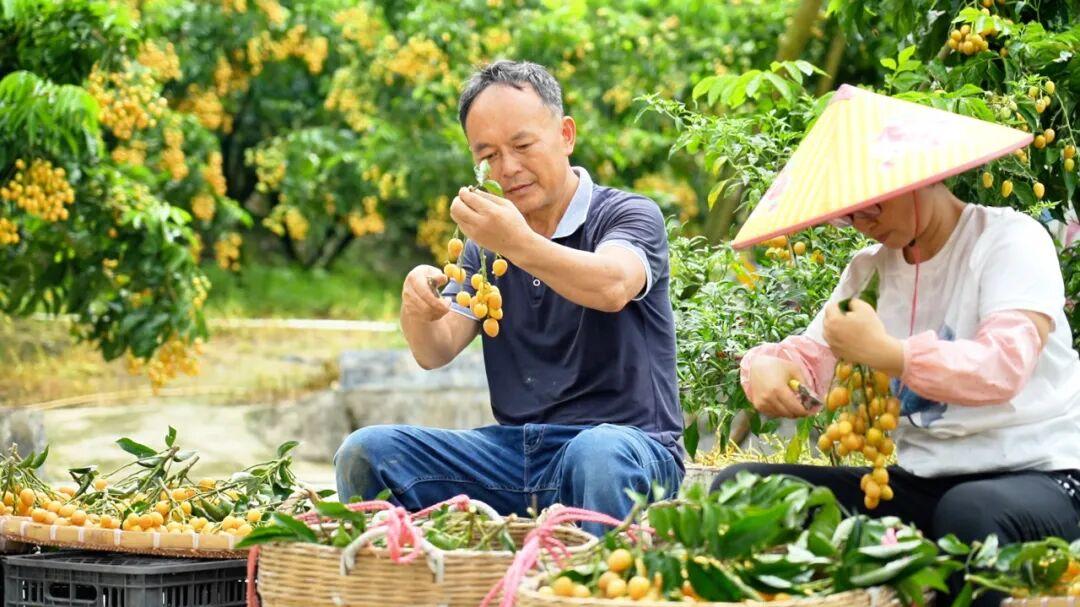 生津止渴、开胃解腻、清甜可口！龙颈无核鸡心黄皮上市啦