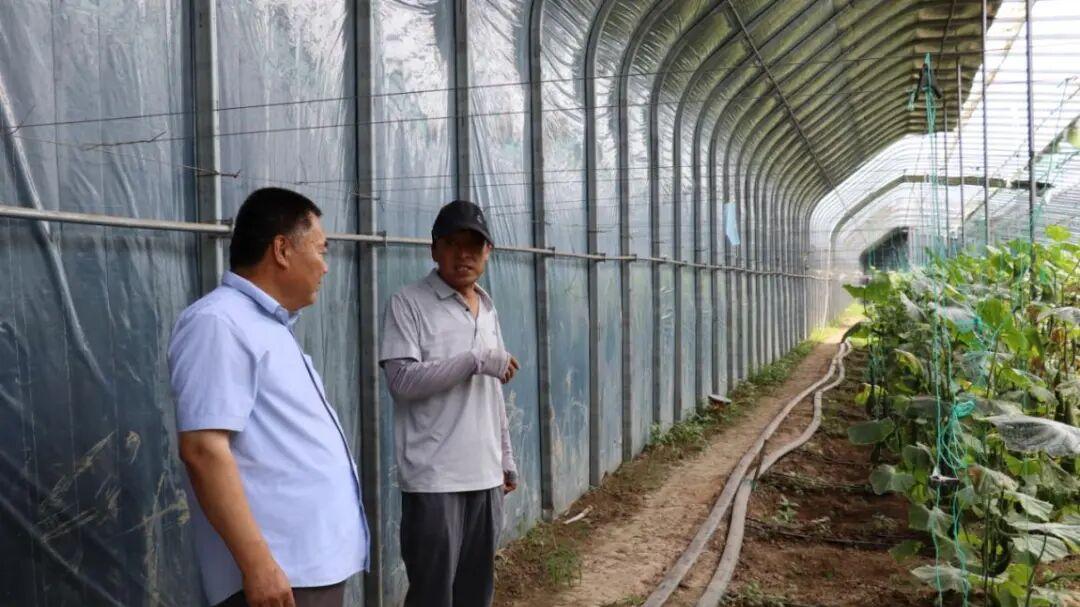 伏山镇：制种黄瓜喜丰收 良种产业铺就致富路