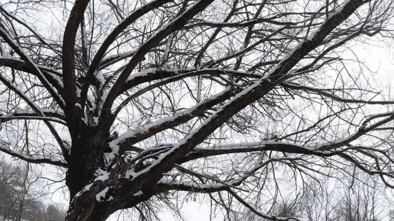 家乡的春天大雪过后