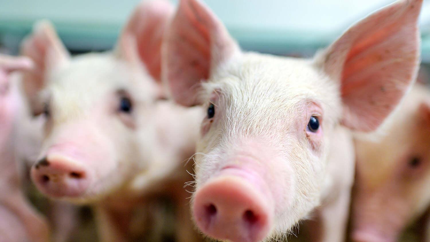 牧原成功登陆港股，靠什么赢得外资？