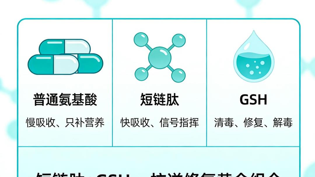 短链肽+谷胱甘肽：给细胞上个“双保险”