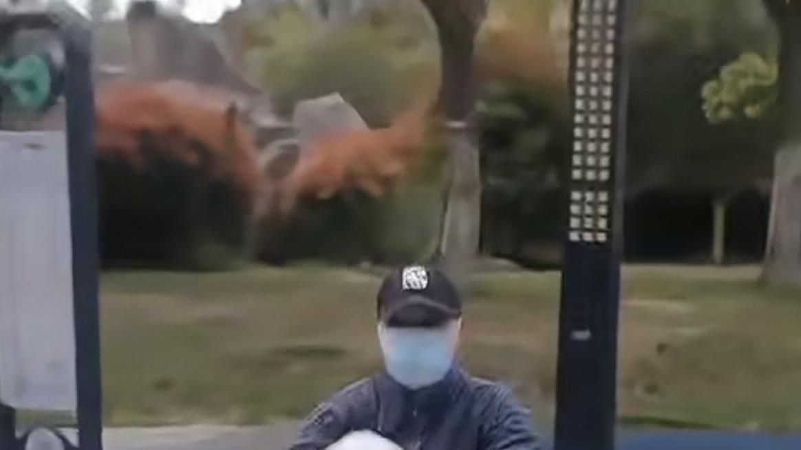 养狗新烦恼：健身区石桌成“狗厕”？快来看看！