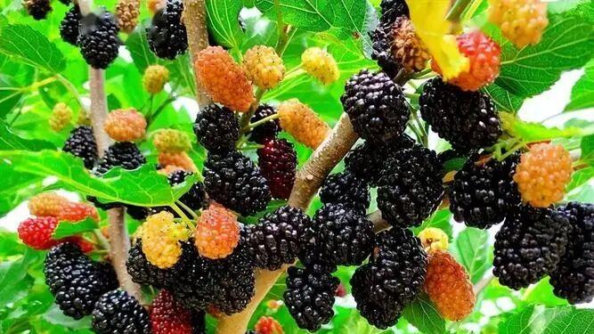 清明后野钓：杂鱼闹窝有妙计，免费“神饵”搏巨物，不爆竿就爆护