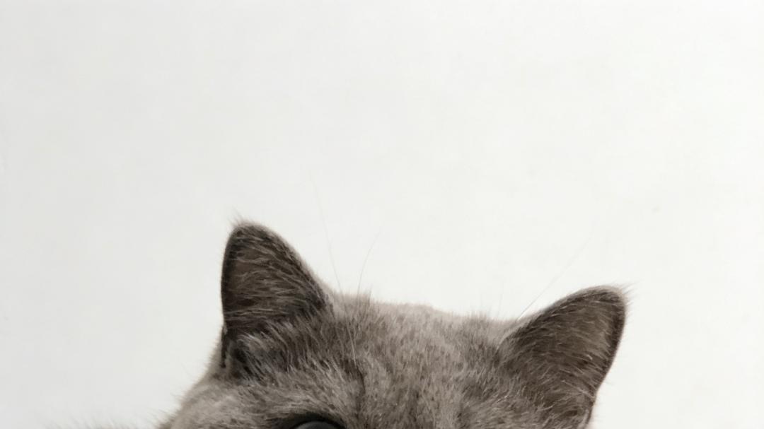 如何让猫咪适应猫笼