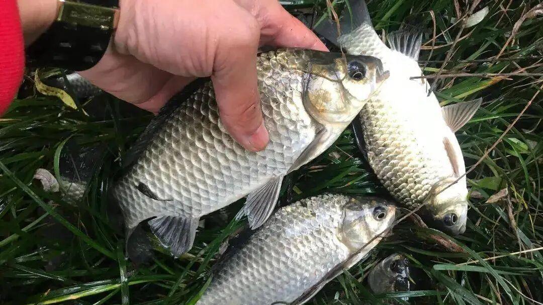 冬钓大板鲫：顿口是“金”，顶漂是“坑”？野钓大师抓口经验公开