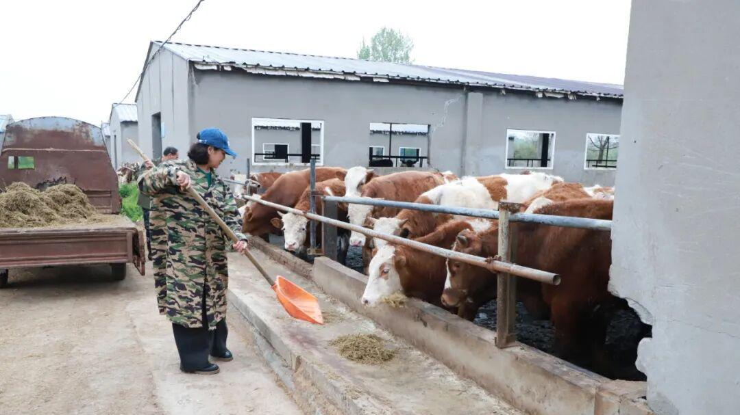 荆门市掇刀区：70岁退休奶奶变身“牛司令”