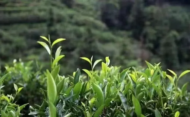 早期茶树是怎么种植的?