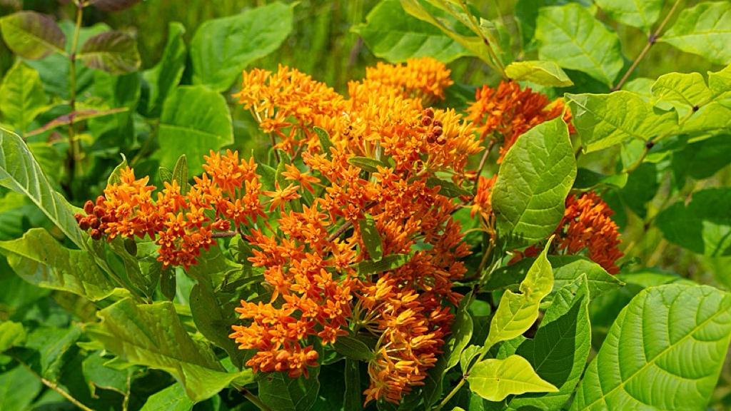 流量见顶时代，春晚凭什么“逆生长”？