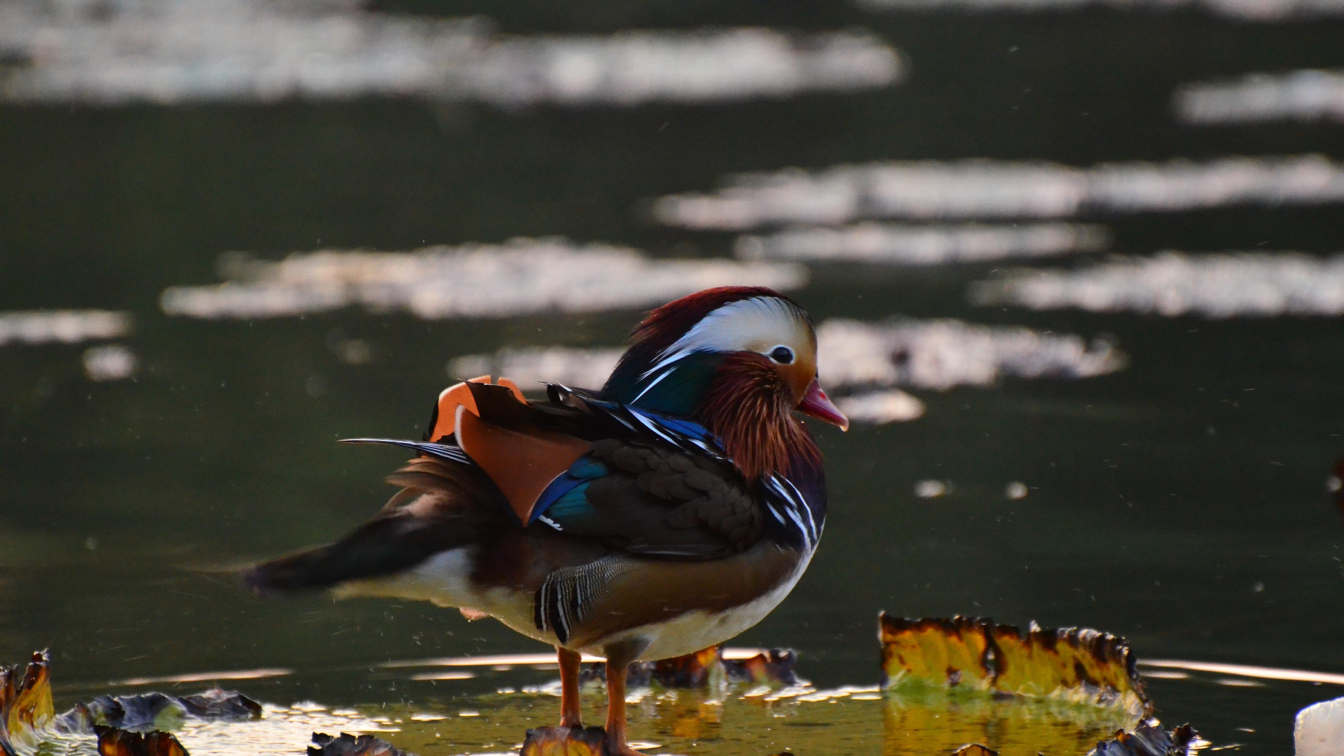 马杜罗被抓，为什么全世界都在骂美国？