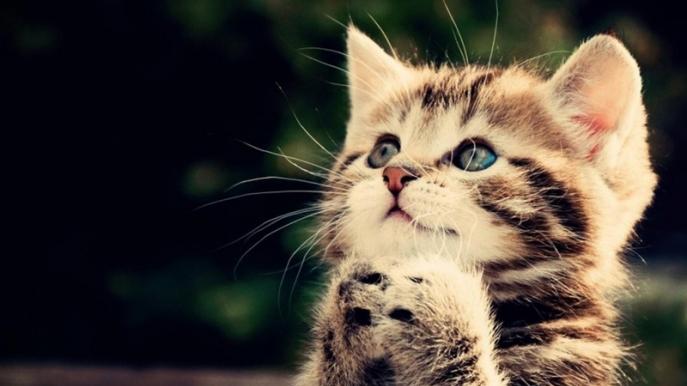 猫罐头怎么选？希喂猫罐头对比希宝、麦富迪，国产好还是进口好？