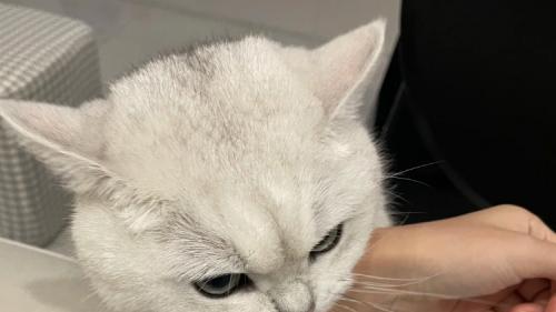 摸猫摸到一半被反咬？别骂它，这些界限信号你没看懂