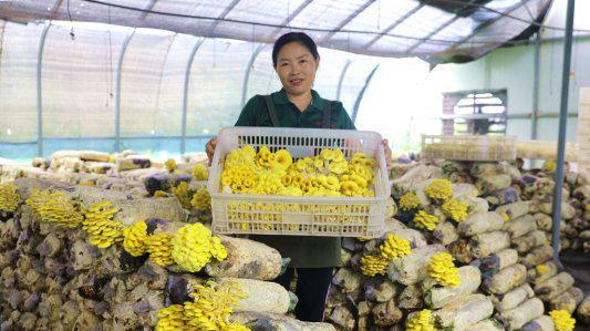 河北省平泉市：新春金蘑满棚香 精准帮扶促增收