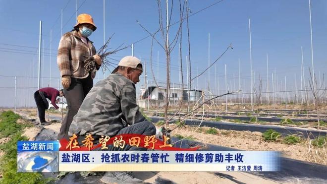 盐湖区上郭乡：科学修剪+精准追肥，给丰收“攒劲儿”！