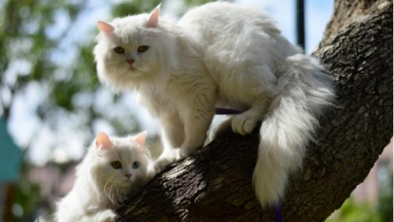 平价主食罐头有哪些？希喂猫罐头对比金赏、麦富迪，哪个最好？