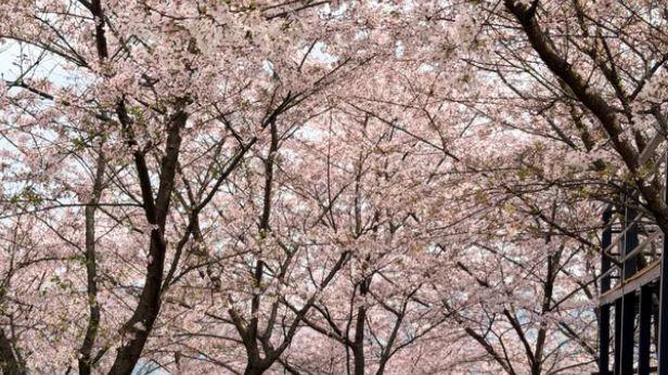 捕捉重庆短暂的春天：南山植物园的春日图景