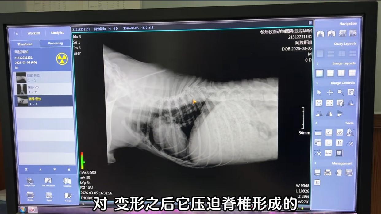 狗狗遭遇车祸，被老人救回，勉强捡回一命，老人却无力替狗狗治疗