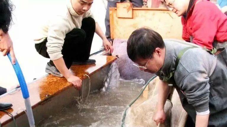 禁渔5年生命回归！长江鱼量连升两级，极危鱼种20年首次自然产卵 从无鱼到有鱼，极危巨鱼哲罗鲑隔20年