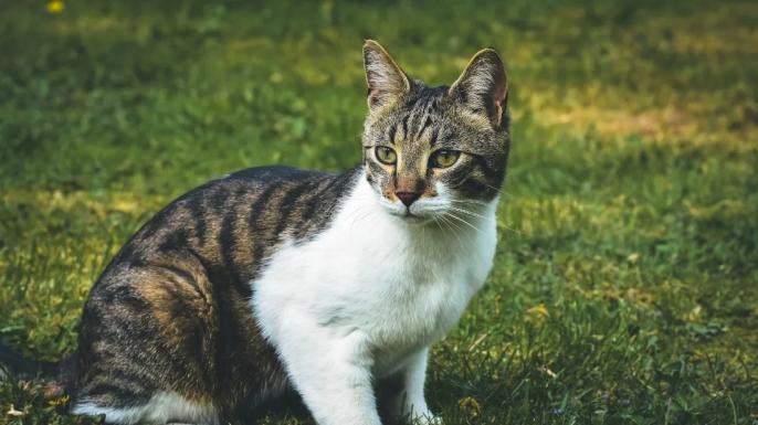 猫粮排名第一的品牌是谁？最适合玻璃胃猫咪的五款猫粮测评