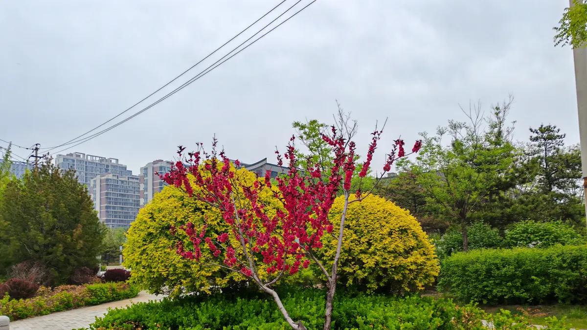 宠辱不惊，去留无意