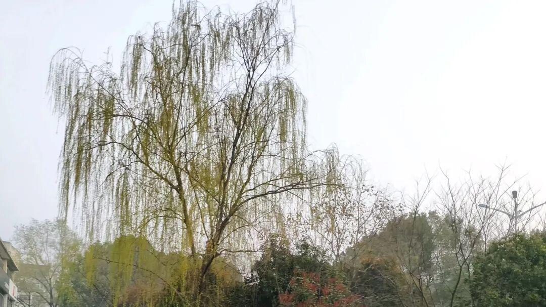 旅行笔话: 庐州的美好体验