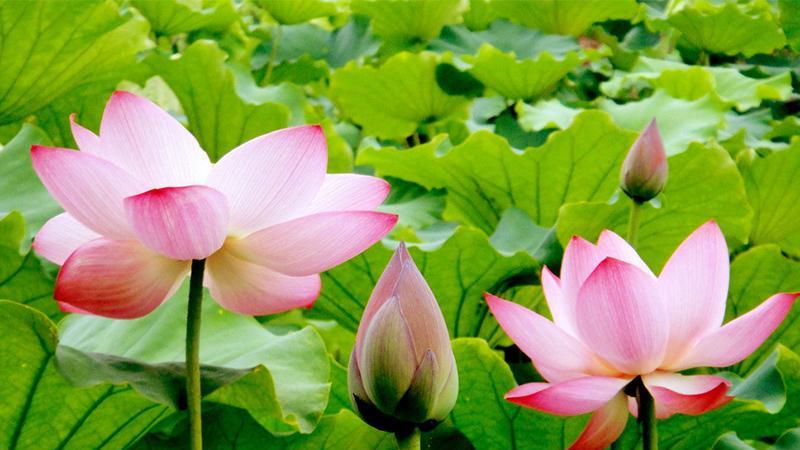 6首快被遗忘的好诗词，作为中国人，不读这些诗是莫大的遗憾