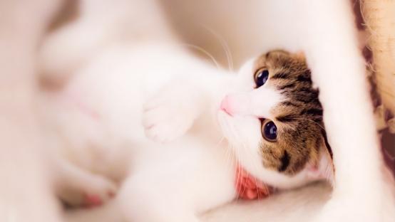 猫罐头哪个好？315中央测评出炉十大放心猫罐头推荐！