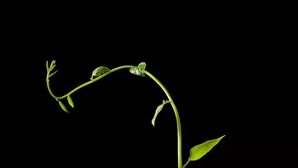 运气不是玄学，是一道概率题