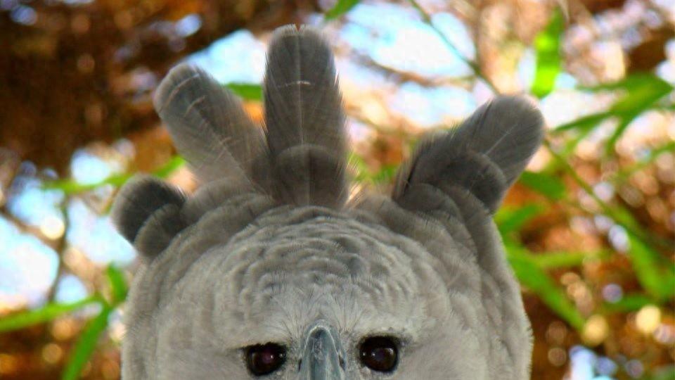 爪子堪比灰熊？这种“大鸟”抓猴子像抓娃娃一样简单