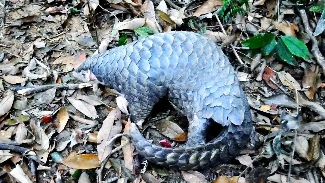 东北“逐渐消失”的4大“野味儿”，以前“不稀罕”，现在吃不着