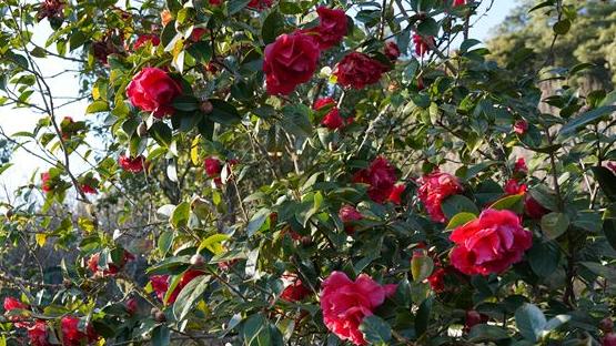 楚雄暖冬藏秘境，紫溪山茶艳满枝