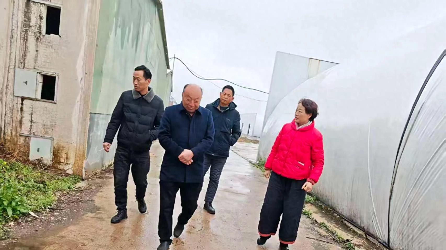 蘑菇大王丁伦保在凤阳县刘府镇耿冲村食用菌种植基地指导