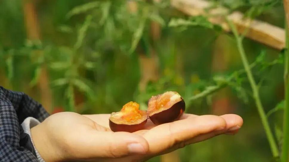 江桥春日寻鲜，一棚番茄半季春光！