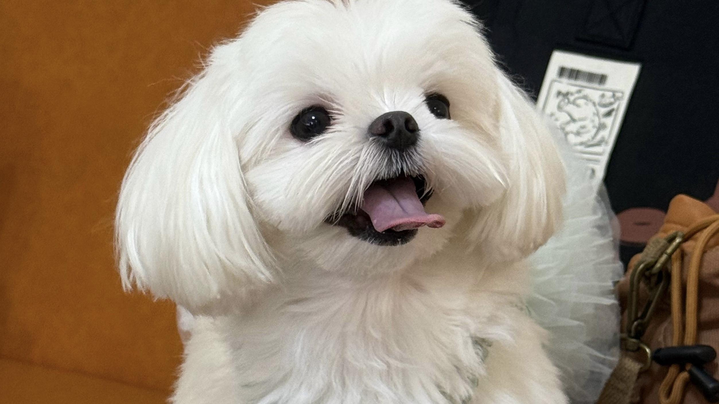 李一桐的狗狗出道：《美人余》片场萌翻全网