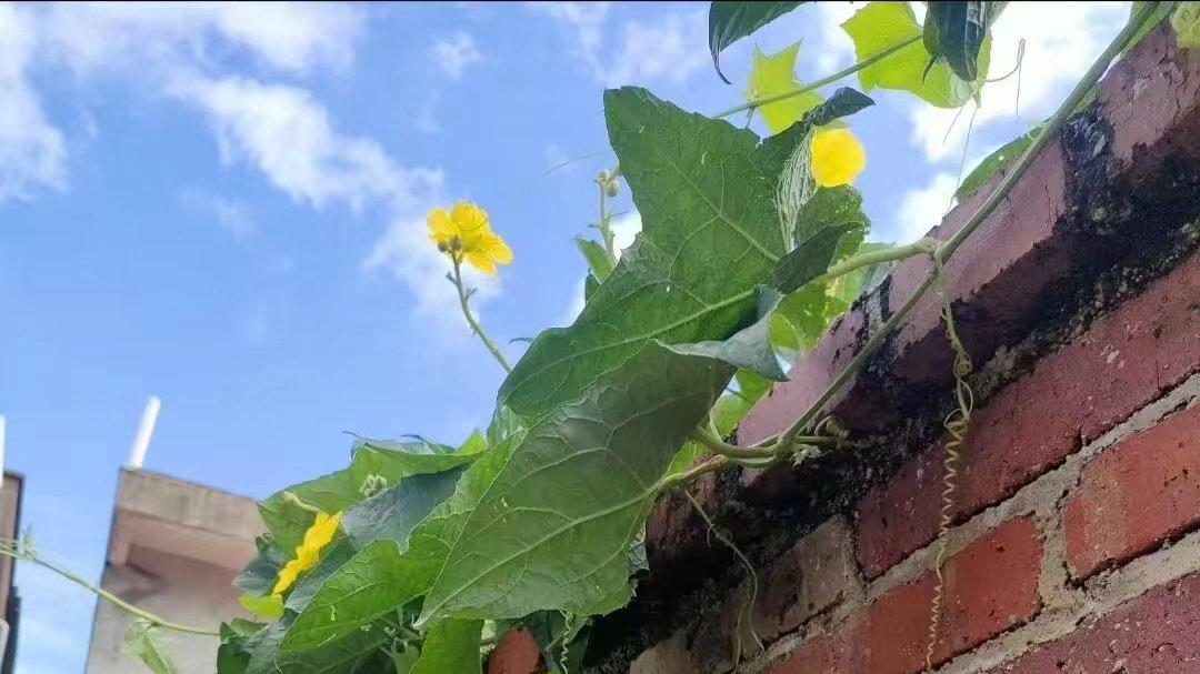 世界的風光再美，也比不過家鄉的滋味