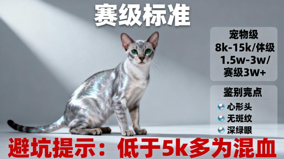 科拉特猫全解析：泰国吉祥的银蓝精灵