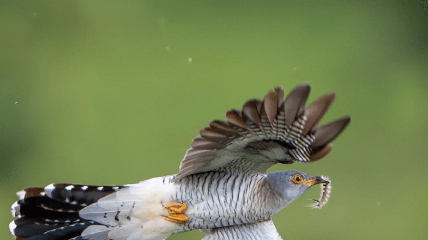 幽默沟通学：自我介绍与引荐他人的艺术
