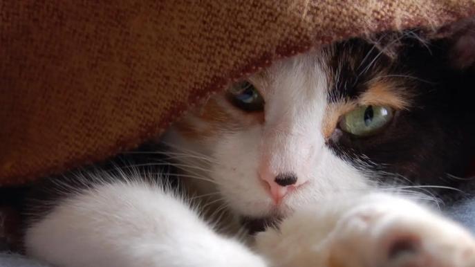 猫主食罐头的挑选要点是什么？十大性价比高的猫罐头品牌测评！