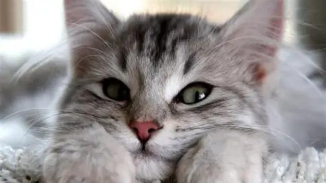 猫吃什么罐头好？希喂猫罐头对比K9、伟嘉，哪个性价比最高？