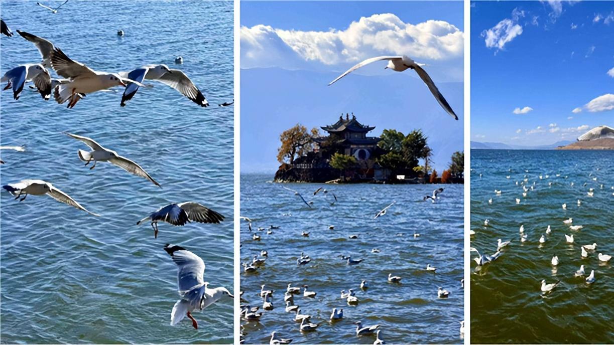 邂逅“鸟浪”！这份观鸟“装备神器”请收好