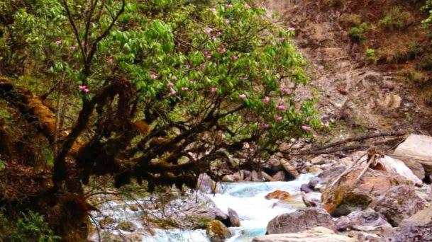 喇叭河漫游：从常绿阔叶林到高山雪境，一步一换景