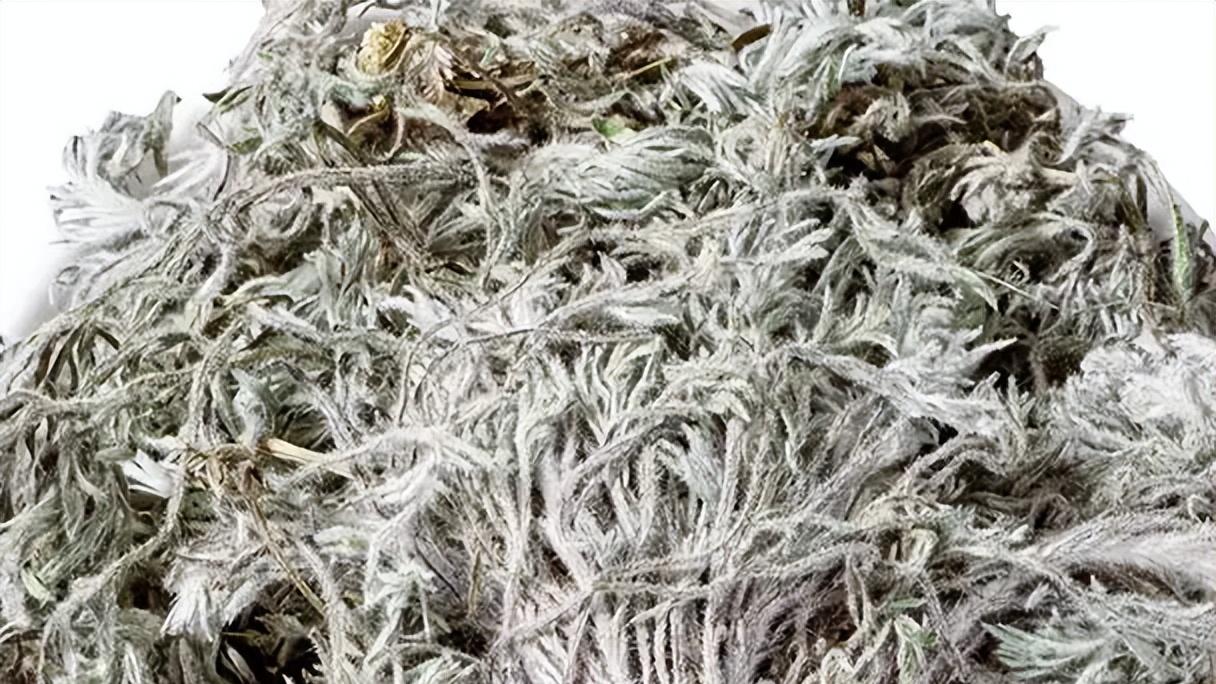 药食同源的护肝使者——茵陈