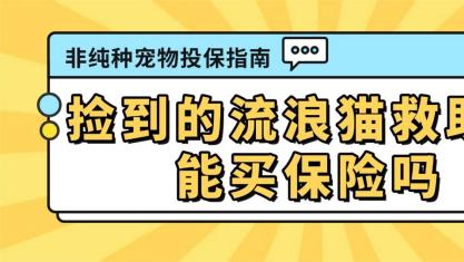 捡到的流浪猫/救助犬能买保险吗？非纯种宠物投保指南