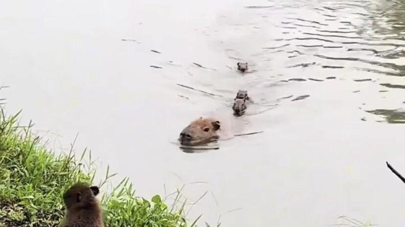 一只卡皮巴拉妈妈，忘记带走它岸上的幼崽，幼崽生气了！
