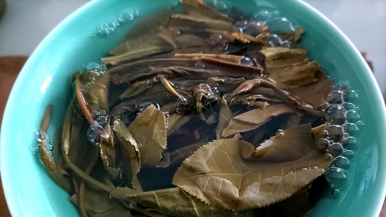 品鉴2024年的大户赛古树茶