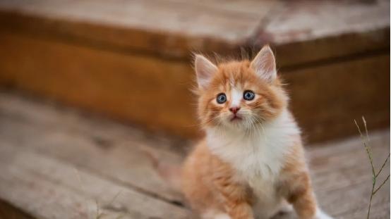 如何选择猫粮？2026年最受欢迎的十款猫粮全面测评！附选粮知识