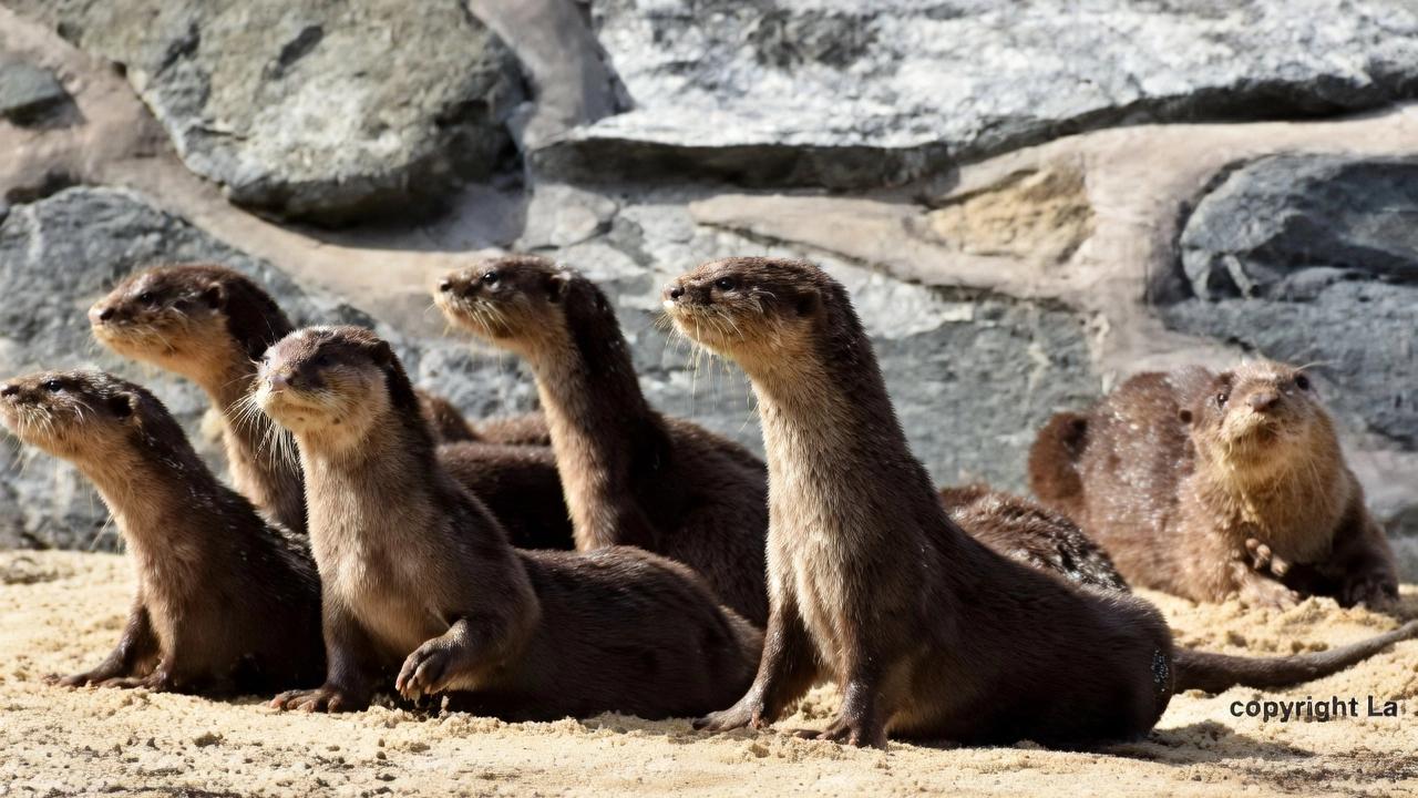 新加坡头号水獭黑帮：打跑地头蛇占领滨海湾，当选国家代表